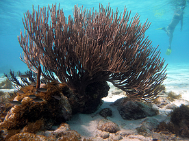 I coralli: Tobago Cays, Grenadine