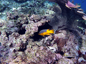Il reef: Isole Grenadine, Caraibi